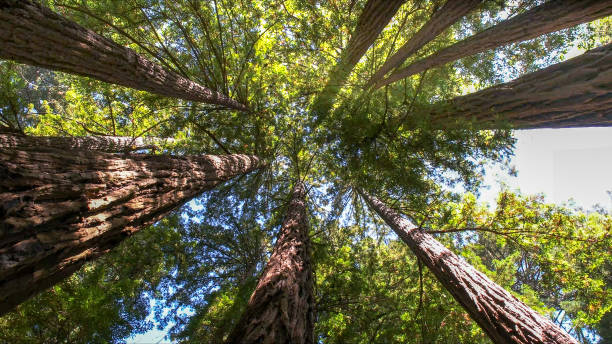 Tree Service Company in Warden, WA